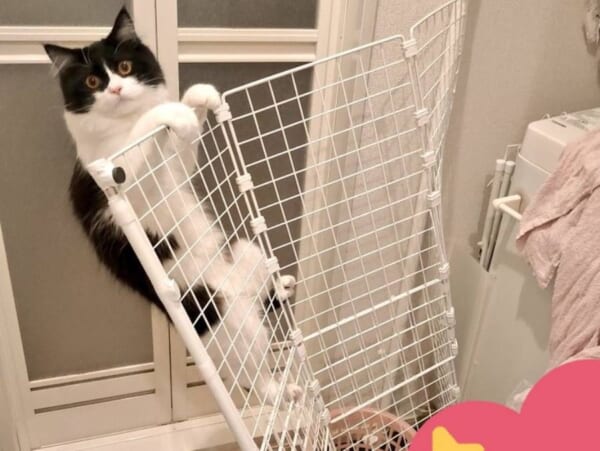 猫対策で洗濯機周辺に柵を設置も……翌日には突破され飼い主がっくり