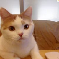 猫ちゃんがZoomに映り込んだら「完全に会議参加している顔」だった