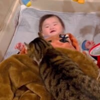 人間の赤ちゃんを実の妹のようにあやすお兄ちゃん猫が尊い