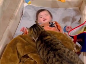 人間の赤ちゃんを実の妹のようにあやすお兄ちゃん猫が尊い