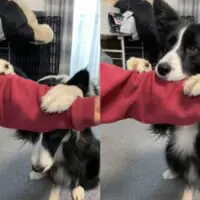 飼い主さん大好きなワンちゃんのかわいすぎる「いないいないばあ」