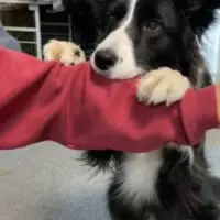 「ばあ」で飛び出すこゆきちゃん