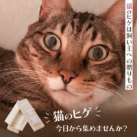 猫のヒゲは昔からラッキーアイテム