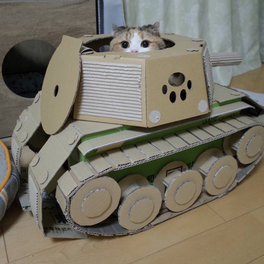ダンボール戦車から猫がひょっこり　パンツァー・フォー！