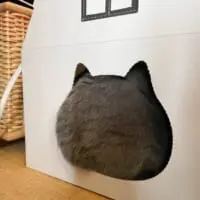 猫ハウスからはみ出たお尻にププッ