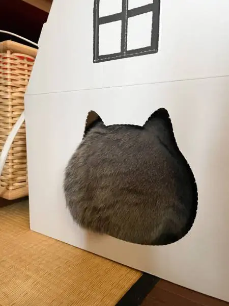 猫ハウスからはみ出たお尻にププッ