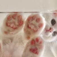 どこよりも早い開花宣言！猫ちゃんの肉球桜に癒やされる人が続出