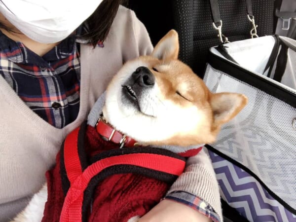 リラックスしすぎな病院大好きワンちゃん「キレイな寝顔」でスヤァ……