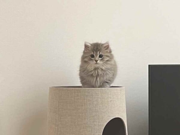 あなたは妖精？猫タワーでたたずむ子猫の姿が別の生き物のよう