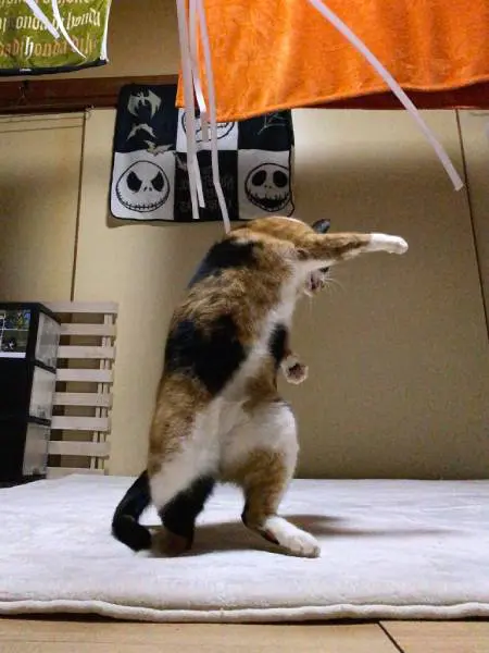 おまとめ中ジャンピング猫じゃれ猫セット