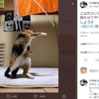 飼い主さんの呼びかけに多くの反応が寄せられました