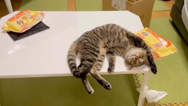 仰向けバンザイで寝転ぶあめちゃん（落ち猫あめちゃん提供）
