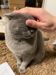 あなたがいるから頑張れる。仕事帰りに頭なでなでを求める愛猫。