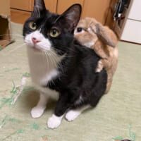 うさぎのキナオくんを背負う猫のビビくん（ジェリクルさん提供）