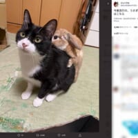 「うさぎのリュック」ツイート