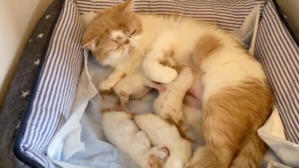 兄弟ゲンカをなだめるお母さん猫のきなこさん（エキゾのきなこさん提供）