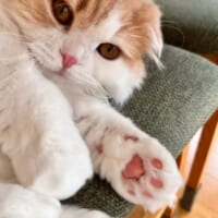 「握手にゃん」スッと差し出された愛猫の前脚。