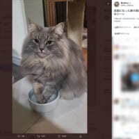 飼い主さんのツイート