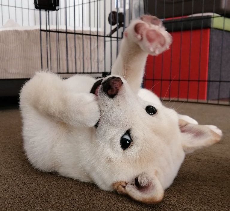 華麗にパーンチ！　わんこのかわいい右ストレートにワンパンノックアウト