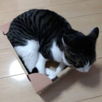 それは無理があるんじゃ？　身の丈に合わないダンボールに収まろうとする愛猫。