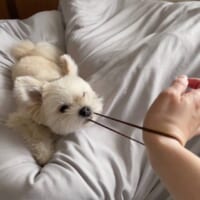 離すなよ！絶対離すなよ！ワンコが引っ張るヘアゴムに怯える飼い主