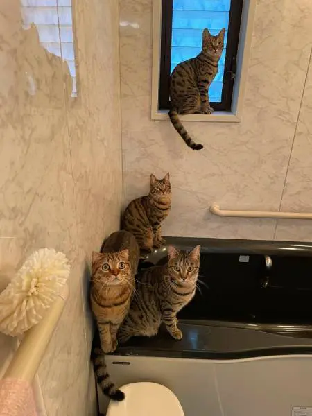 度々集合する猫ちゃん達