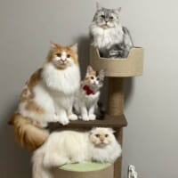 華麗にゃる一族？キャットタワーに集合した猫たちが完全に「家族写真」