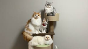 華麗にゃる一族？キャットタワーに集合した猫たちが完全に「家族写真」