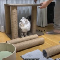 ソワソワ落ち着かない様子の猫ちゃん達