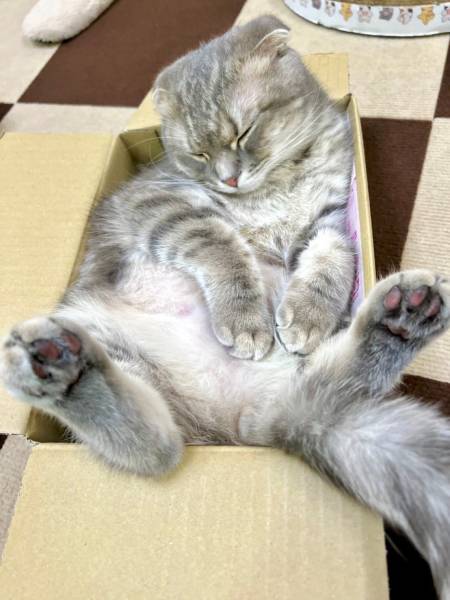 小さな箱が好きすぎる猫ちゃん　無防備な姿で熟睡