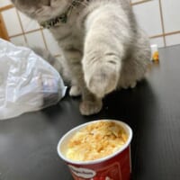 バレていないつもり？目を閉じてアイスにそーっと手を伸ばす猫ちゃん