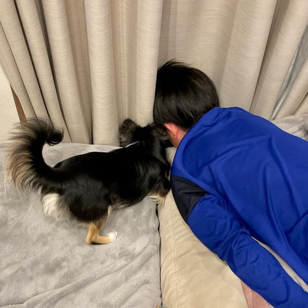 隙間に落ちたおもちゃを一緒に探す男の子とごまじろーくん（チワワのごまじろーさん提供）