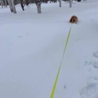 鼻を雪に突き刺して全力拒否