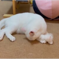 ふと自分が座っていた場所のニオイを嗅いでみるしらたまくん