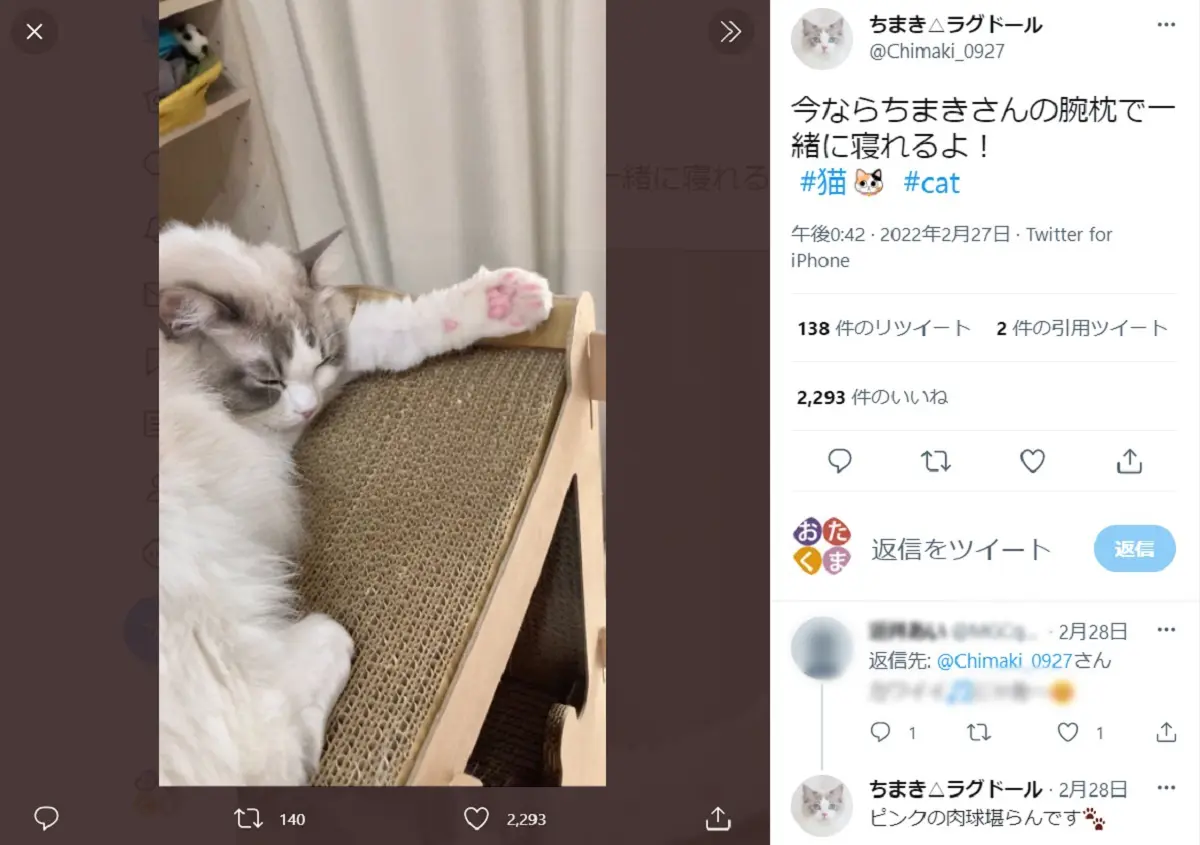 猫 一緒 オファー に 寝る 腕 枕