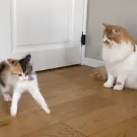 「ついていけないニャ……」子猫のハイテンションぶりを静観する先輩猫