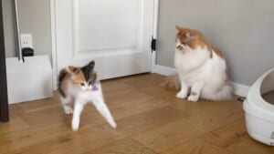 「ついていけないニャ……」子猫のハイテンションぶりを静観する先輩猫