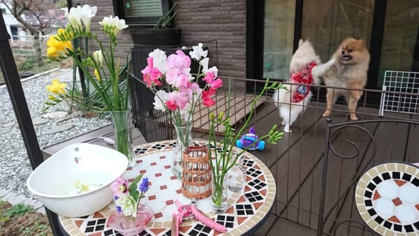 「うしろうしろ！」生け花の後方で揉めるワンコに相次ぐツッコミ