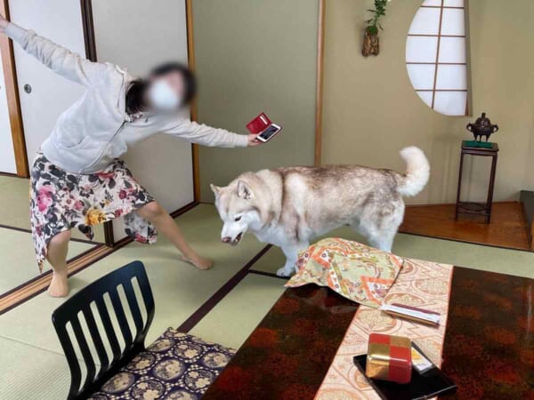 ウキウキの飼い主さんとちょっと不機嫌なヴィヴィアンちゃん（ヴィヴィアン＠ハスキー犬のいる暮らしさん提供）