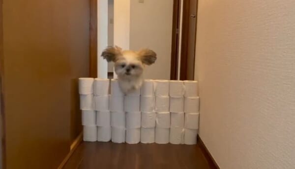 母の面目躍如。お母さんシーズーがトイレットペーパーチャレンジで華麗にジャンプ。
