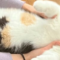 持ち上げた際のおあげちゃん。