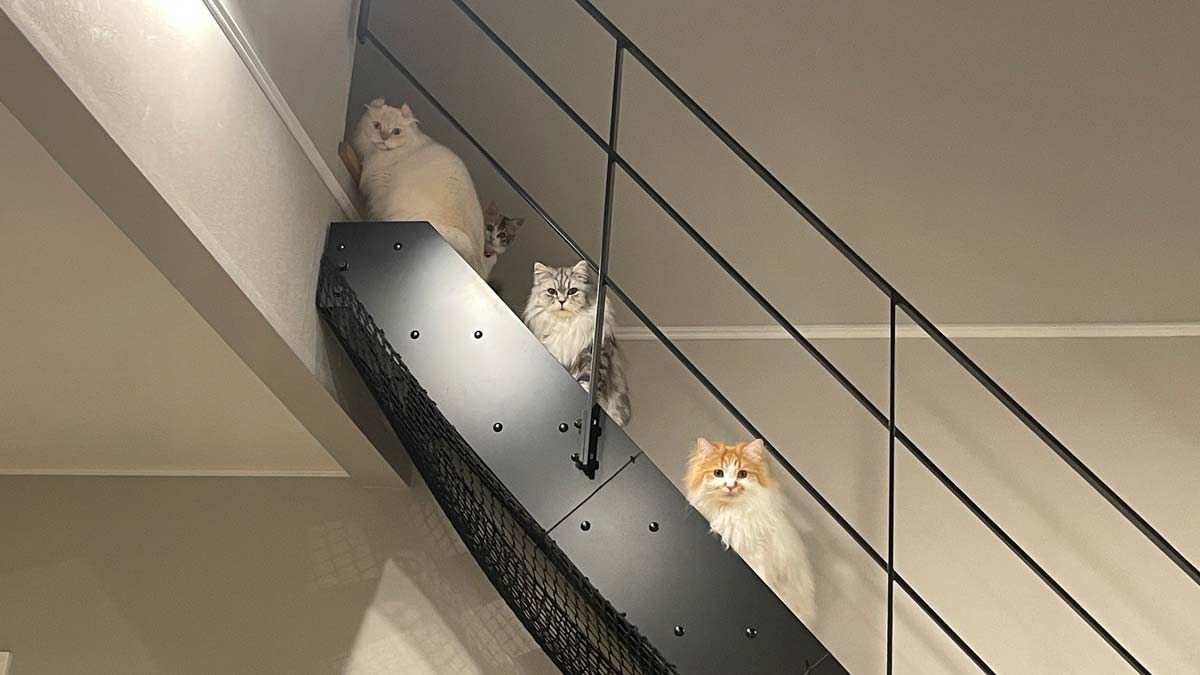 まだ開きませんか？階段で2階への順番待ちをする猫さんズ