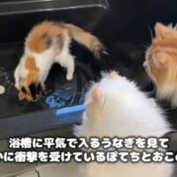 うなぎちゃんの姿に衝撃を受ける先輩猫たち（ぽてこゆこめ＋うなさん提供）