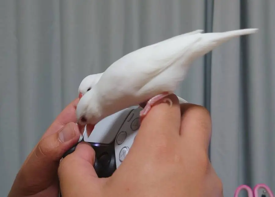 ゲーム中の飼い主さんの指を攻撃！