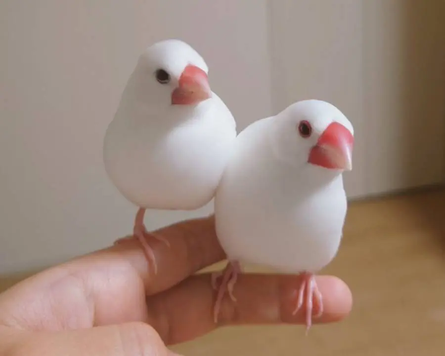 仲の良いおもちちゃんとしらたまくん