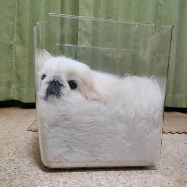 液体化するのは猫だけじゃなかった　溶けて生クリームのようになった犬