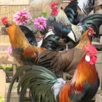 色鮮やかな鶏が大集合！「伊藤若冲の群鶏図風な集合写真」