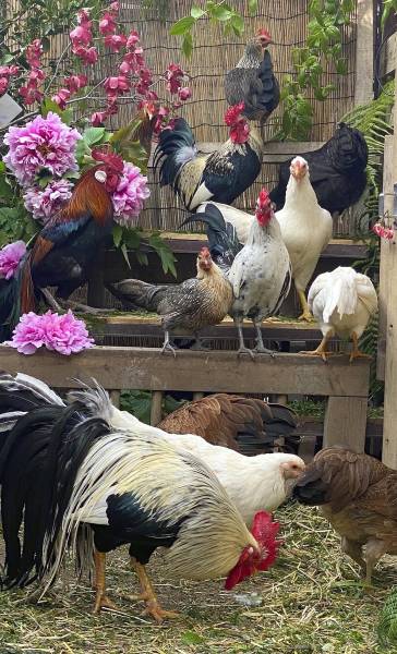 ダイオウイカさんは300羽ほどの鶏を飼育しています