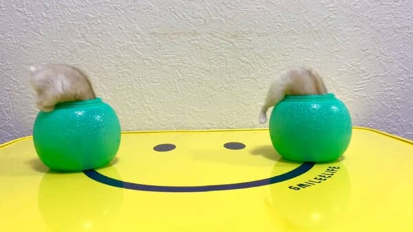容器に入る姿がシンクロするハムスター親子　お尻までそっくり　