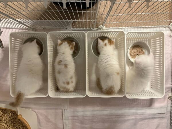 子猫のごはんの取り合い対策に！「一蘭」の味集中カウンターを再現